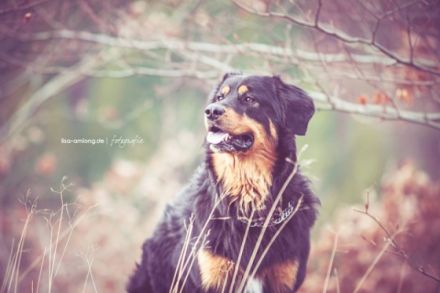 Duron vom Hovawartgut