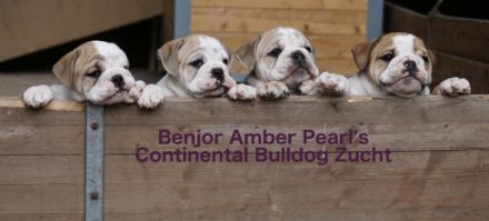 Benjor Amber Pearl's