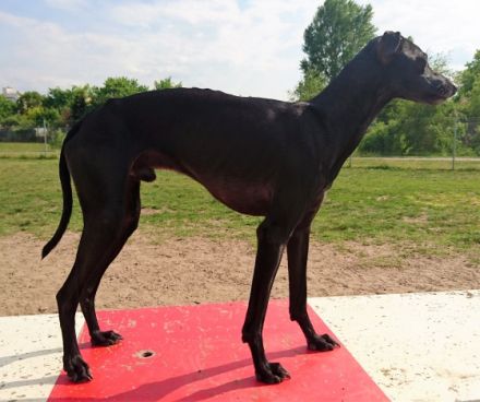 Poslusjnye Wihri Izumrud