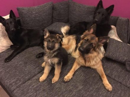 Pfötchenschule Jenniffer Esch