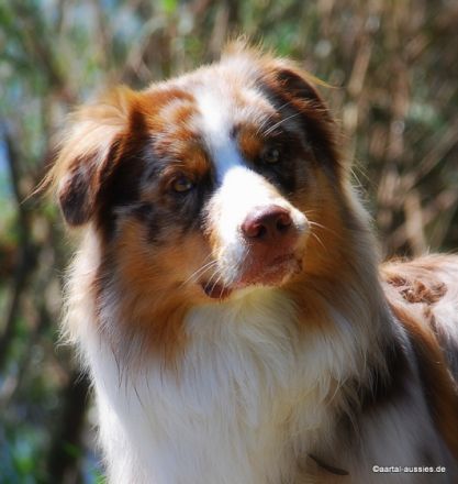 Aartal´s Gateway Arch DNA-VP "Mexx"