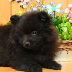 2 Pomeranianhündinnenwelpen lilacmerle, Frau Hooper