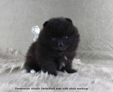 2 Pomeranianhündinnenwelpen lilacmerle, Frau Hooper