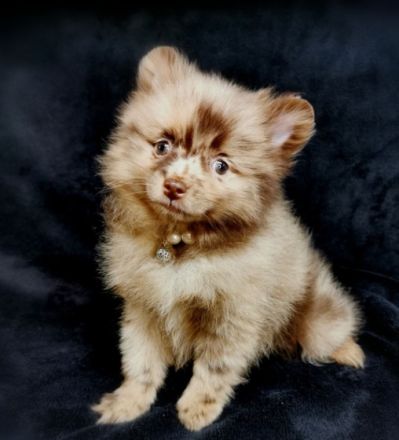 2 Pomeranianhündinnenwelpen lilacmerle, Frau Hooper