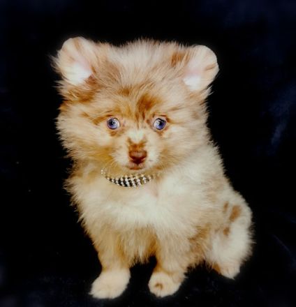 2 Pomeranianhündinnenwelpen lilacmerle, Frau Hooper