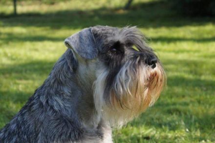 Carlson vom Rombergpark