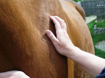tierheilpraktiker-saar
