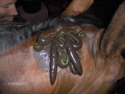 tierheilpraktiker-saar