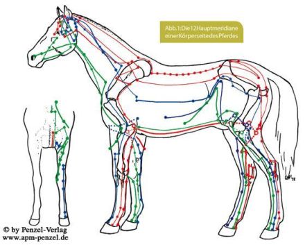 tierheilpraktiker-saar