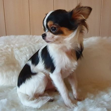 Welpen aus kleiner, langjähriger, seriöser Zucht