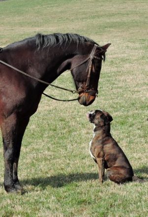 Danny`s Höllenhundeschule