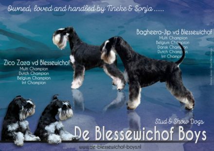 Multi.Champion Bagheera-Jip vd Blessewichof