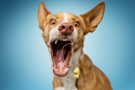 Hundeschule Ostseepfoten