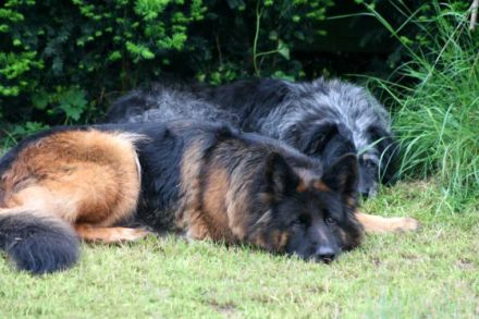 Wacholderbusch fünf