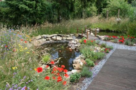 Wacholderbusch fünf