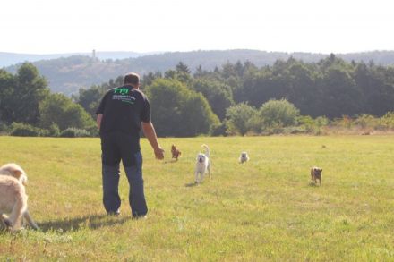 Mobile Hundeschule Jung