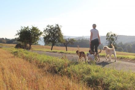 Mobile Hundeschule Jung