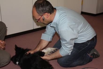 RehafitDogs - mobile Physiotherapie für Hunde-