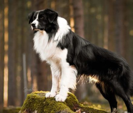 RehafitDogs - mobile Physiotherapie für Hunde-