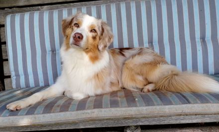 RehafitDogs - mobile Physiotherapie für Hunde-