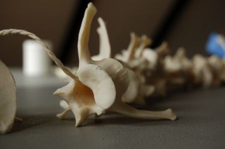 Tierphysiothek & Tierphysiothek-Akademie