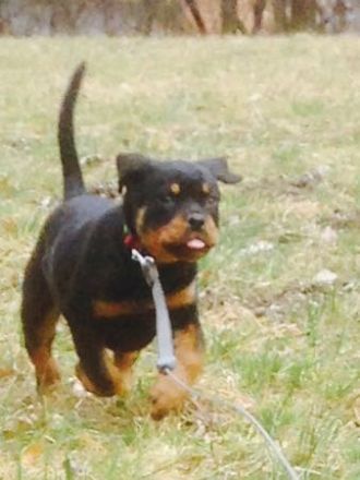 Rottweiler vom Türkensturz