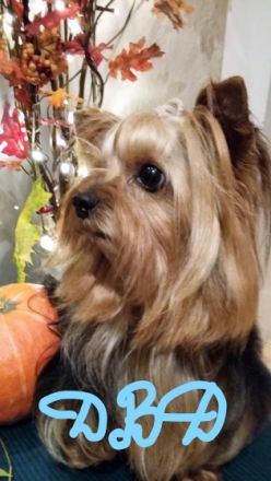 Diamond Boy Dallas from the garden of Maar