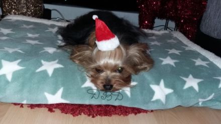 Diamond Boy Dallas from the garden of Maar