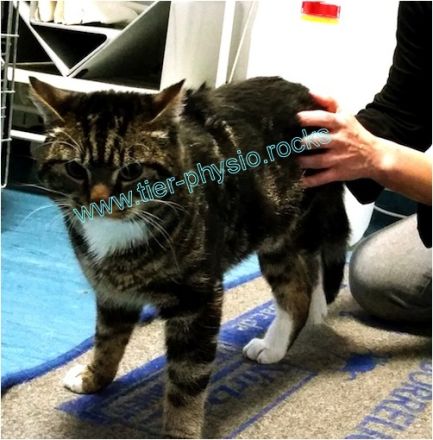 Paw Power - Simone Haffner - Tierphysiotherapie und Tierakupunktur in Berlin