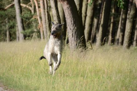 Irish Wolfhounds von den Glücksdrachen