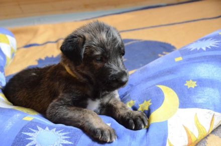 Irish Wolfhounds von den Glücksdrachen