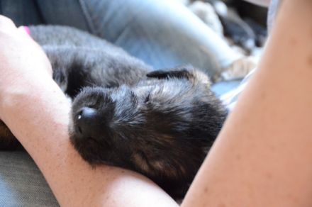 Irish Wolfhounds von den Glücksdrachen