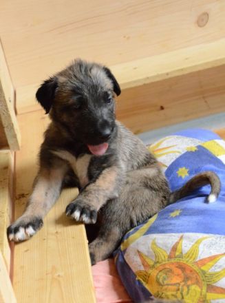 Irish Wolfhounds von den Glücksdrachen