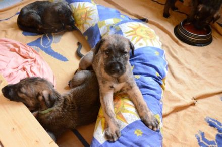 Irish Wolfhounds von den Glücksdrachen