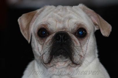 Duke of Hazzard County´s Bo