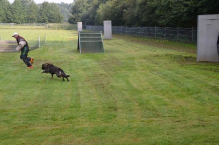 Verein für Deutsche Schäferhunde "OG Steinheim/Westf.