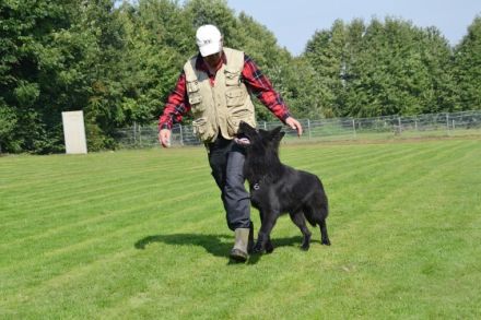 Verein für Deutsche Schäferhunde "OG Steinheim/Westf.