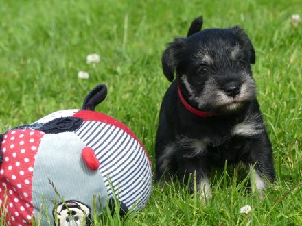 zur Ottensteiner Hochebene
