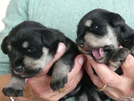 zur Ottensteiner Hochebene
