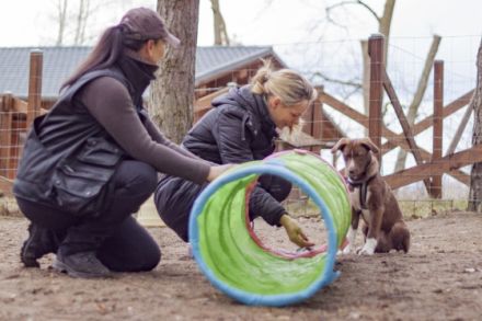 Natürlich Hunde, Hundeschule, Hundetagesstätte