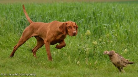 Especial of Skyrocket EUJW´15 BOB Crufts´17 BOB Multi