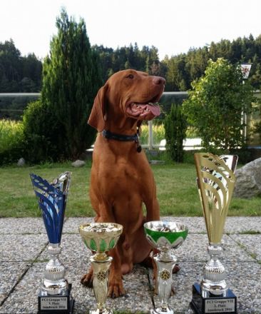 Especial of Skyrocket EUJW´15 BOB Crufts´17 BOB Multi