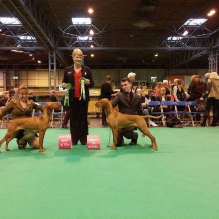 Especial of Skyrocket EUJW´15 BOB Crufts´17 BOB Multi