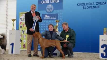 Especial of Skyrocket EUJW´15 BOB Crufts´17 BOB Multi