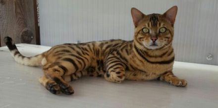BENGAL DECKKATER