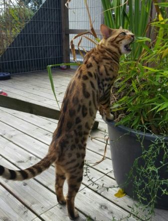 BENGAL DECKKATER