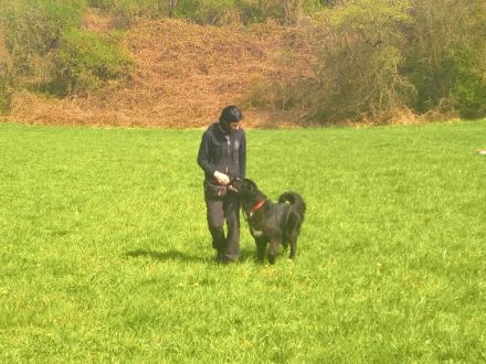 Hundeschule Richtiger Riecher