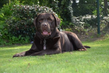 Felix von der Niersaue ( Charly )