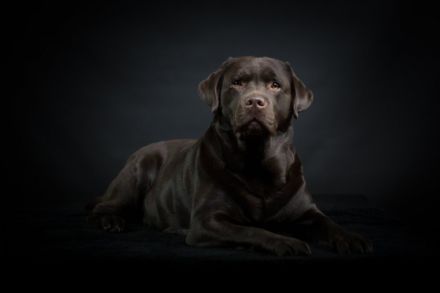 Felix von der Niersaue ( Charly )