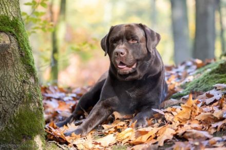 Felix von der Niersaue ( Charly )